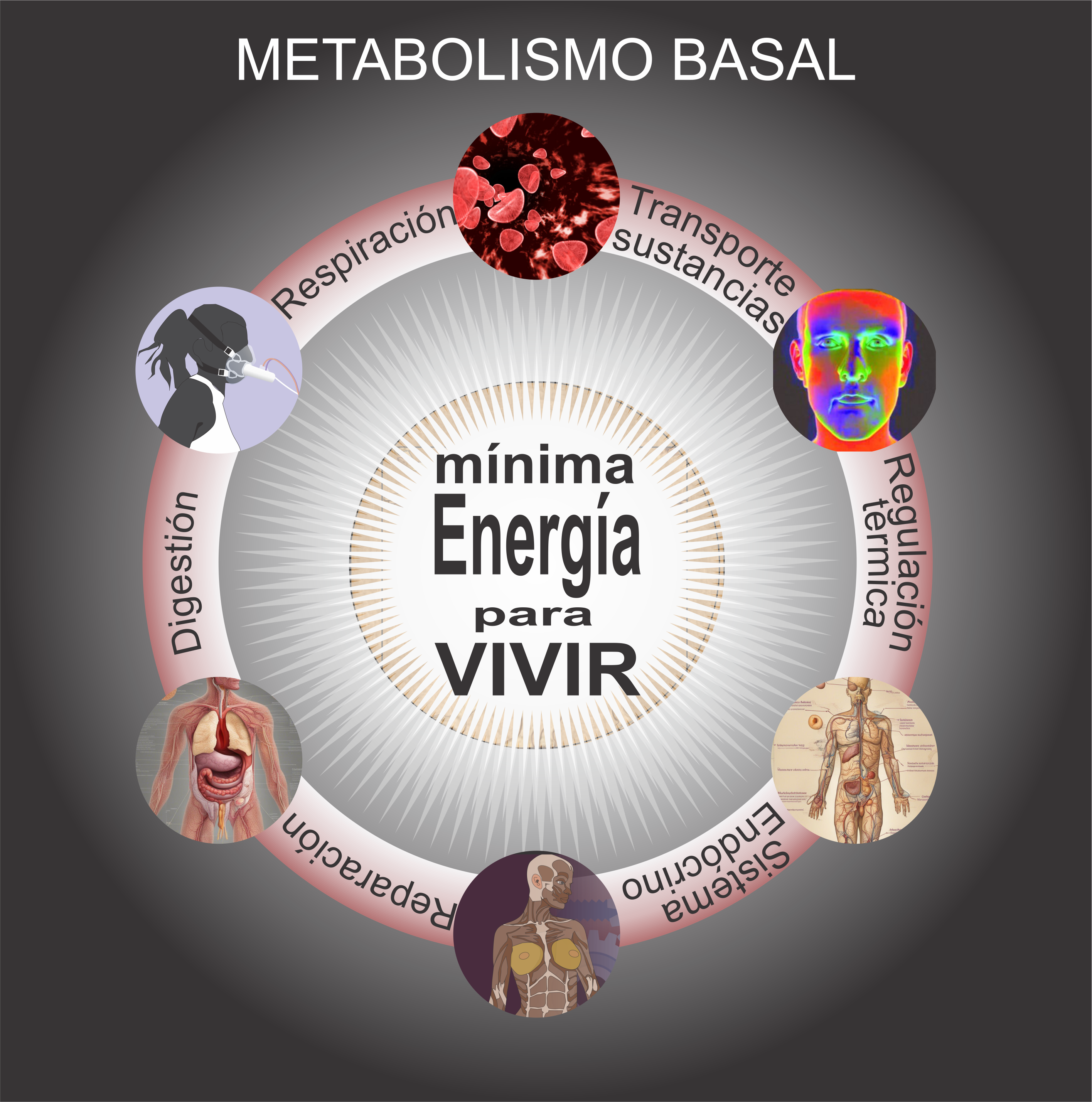 El Metabolismo Basal: La mínima Energía para Vivir.